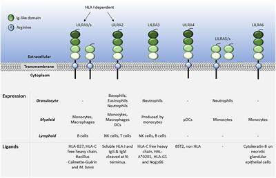 Human leukocyte immunoglobulin-like receptors in health and disease